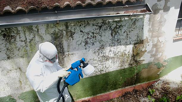 Top rated local Attic Mold Removal specialists in Oakland, TN